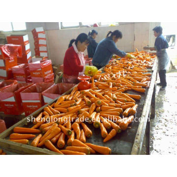 Produtos quentes Carota de cenoura fresca